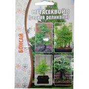 Метасеквойя 10 шт.