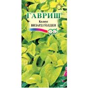 Колеус Визард Голден 5 шт.