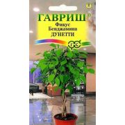 Фикус Бенджамина Дунетти
