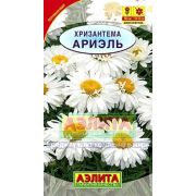 Хризантема Ариэль