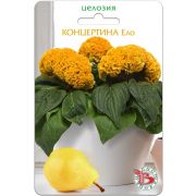Целозия горшечная Концертина Ело 8шт