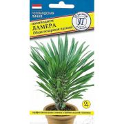 Пахиподиум Ламера (Мадагаскарская пальма) 3 шт.