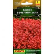 Колеус Блюме Вечерняя Заря 10 шт.