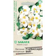 Бегония Амбассадор Вайт 5шт