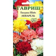 Гвоздика Шабо Акварель