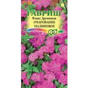 Флокс Очарование Малиновое 0,05 гр.