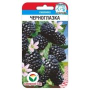 Ежевика Черноглазка 10 шт