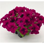 Петуния Success 360 Purple 10 шт.