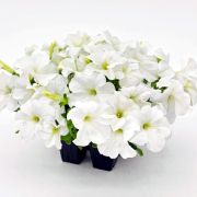 Петуния Success 360 White 10 шт